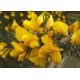 Bach Flower Remedies for Animals - Gorse